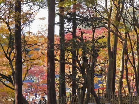 木立の中の紅葉 木立の中の紅葉の写真