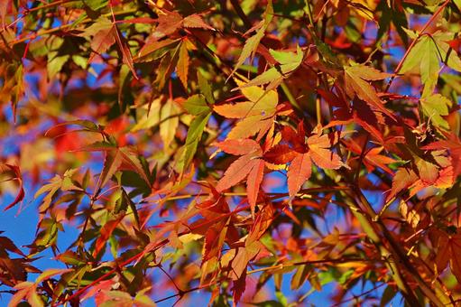 陽射しの中のイロハモミジ 陽射しの中のイロハモミジ イロハモミジ,紅葉,葉の写真素材