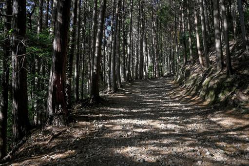 滋賀・大津市 日吉大社 八王子山への参道 八王子山,三宮宮,牛尾宮の写真素材