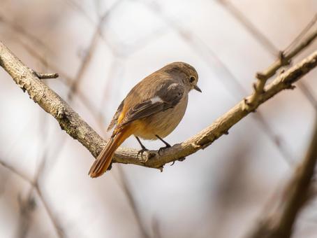 枝にとまるジョウビタキのメス 枝にとまるジョウビタキのメスの写真