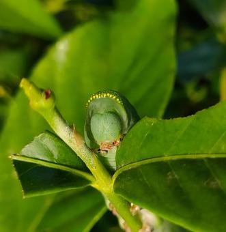オオスカシバの幼虫の顔の写真