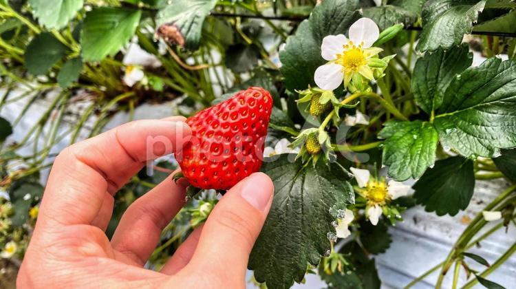 いちごの花と真っ赤ないちご 緑,葉っぱ,綺麗の写真素材