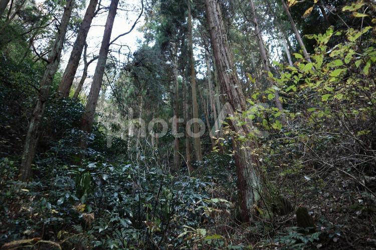 御岩神社　かびれ神宮奥の木々 御岩神社,賀毗礼神宮,日立の写真素材