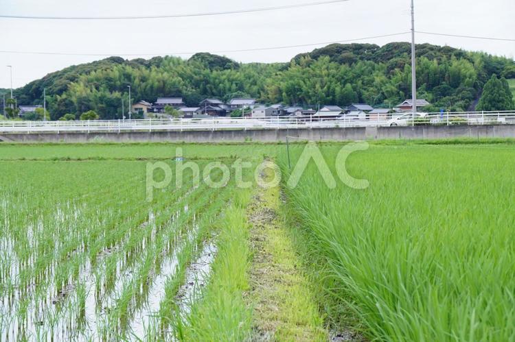 田舎の風景 稲,風景,景色の写真素材