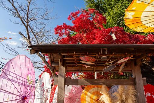 仙台八坂神社(39) 神社,仙台八坂神社,晩秋の写真素材
