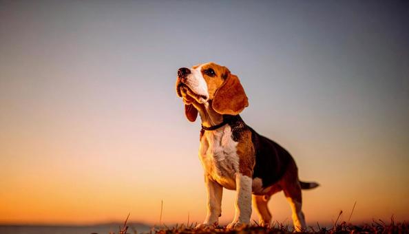空を見上げるビーグル犬 ペットと散歩 空を見上げるビーグル犬 ペットと散歩の写真