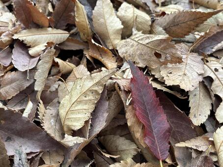 落ち葉_秋_冬 枯葉,落ち葉,秋の写真素材