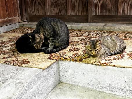 母猫に毛繕いされる子猫 母猫に毛繕いされる子猫 ノラ猫,毛繕い,サバトラ猫の写真素材