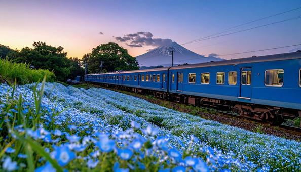 ネモフィラの花畑の中を走るブルートレイン ネモフィラの花畑の中を走るブルートレインの写真