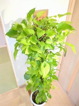 大型観葉植物 ライムポトス 10号鉢 大型観葉植物 ライムポトス 10号鉢 大型観葉植物,ライムポトス,訳ありの写真素材