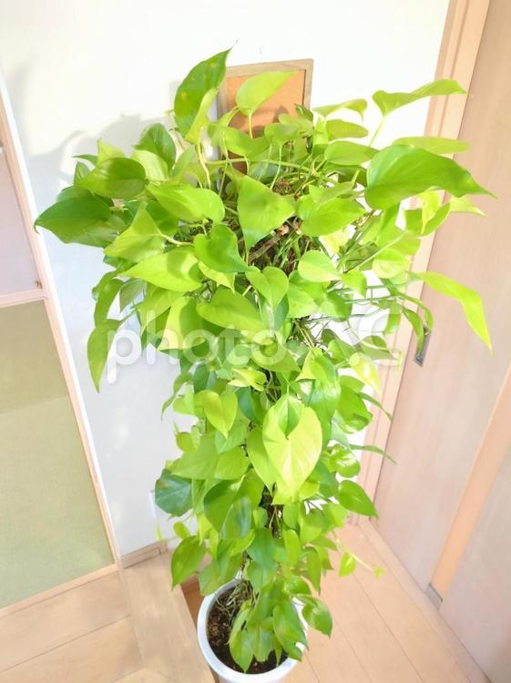 大型観葉植物　ライムポトス　10号鉢 大型観葉植物,ライムポトス,訳ありの写真素材