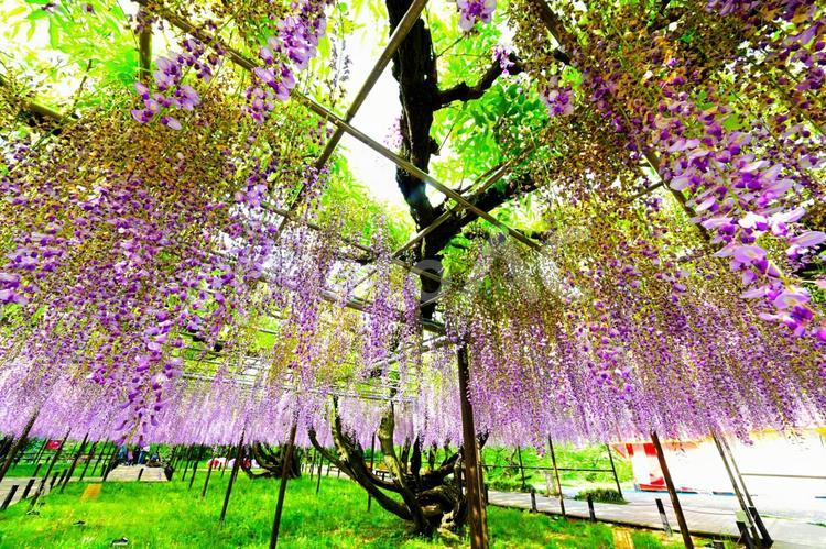 岡崎城公園のきれいな藤の花 藤,ふじ,花の写真素材