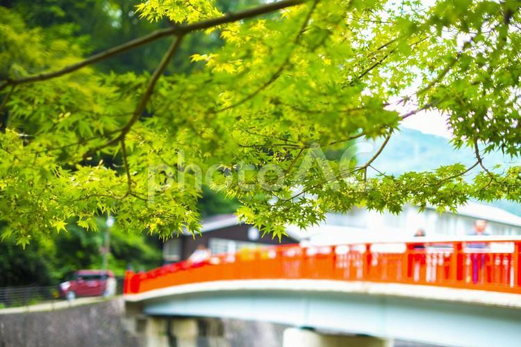 緑のもみじと赤い橋 緑のもみじ,もみじ,赤い橋の写真素材