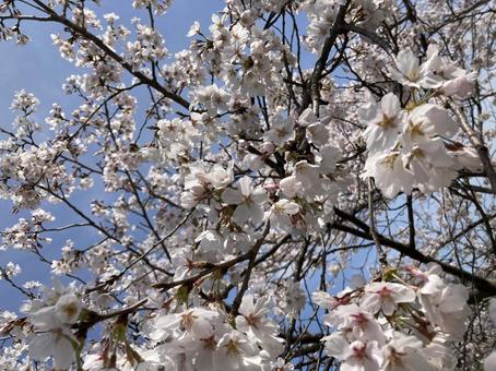 桜 桜の写真