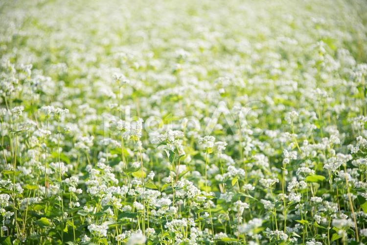 真っ白に美しい小さなそばの花 蕎麦の花,晴れ,草の写真素材
