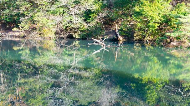 森の静寂を映す水鏡 森の静寂を映す水鏡の写真