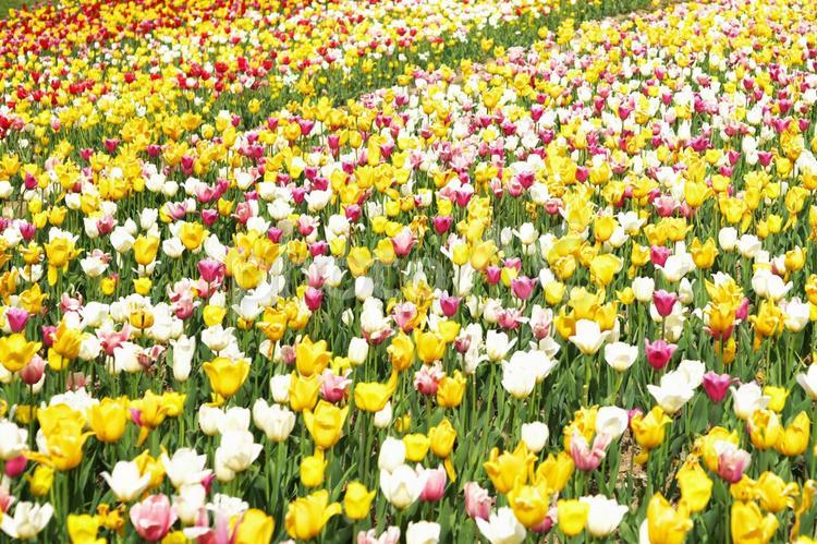 満開のチューリップ チューリップ,花,晴れの写真素材