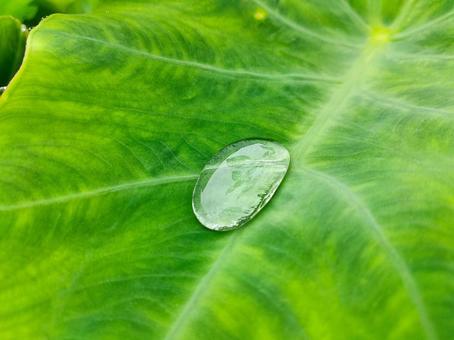 葉っぱと水滴 葉っぱと水滴の写真