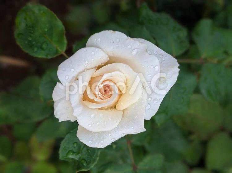 雨に濡れた白薔薇 薔薇,花,植物の写真素材