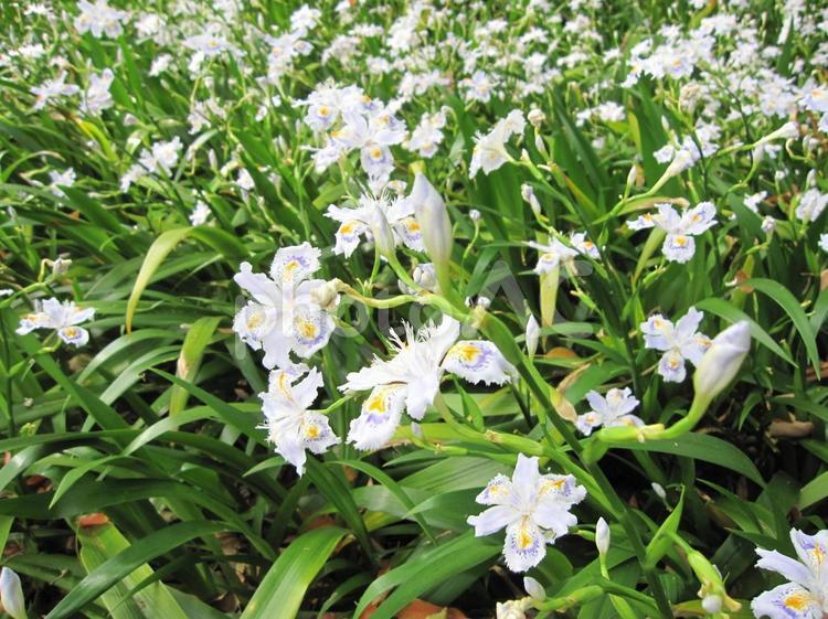 初夏　山あいに咲くシャガの群生 花,シャガ,アヤメ科の写真素材