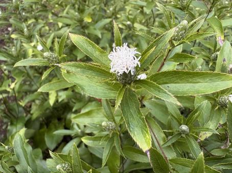 ホソバオケラ 02 細葉朮,ホソバオケラ,佐渡朮の写真素材