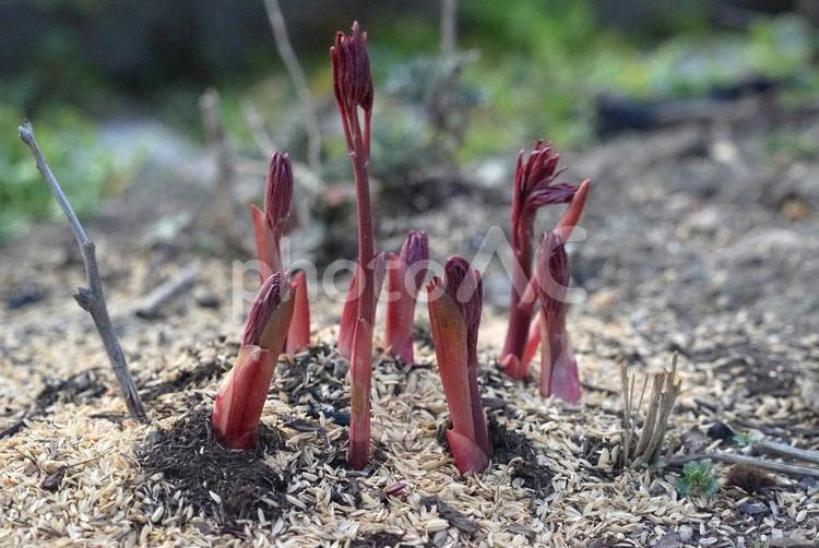 シャクヤクの芽が出た 春,自然,栽培の写真素材