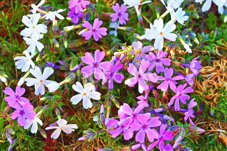 白とピンクのシバザクラ シバザクラ,芝桜,花の写真素材