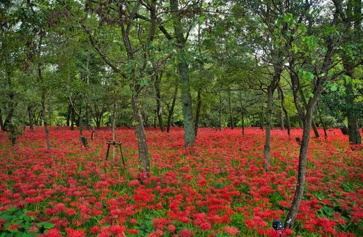 どこまでも赤絨毯 どこまでも赤絨毯 彼岸花,曼珠沙華,ヒガンバナの写真素材