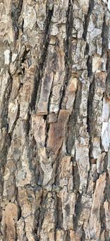 Photo, bark, skin, tree skin, 