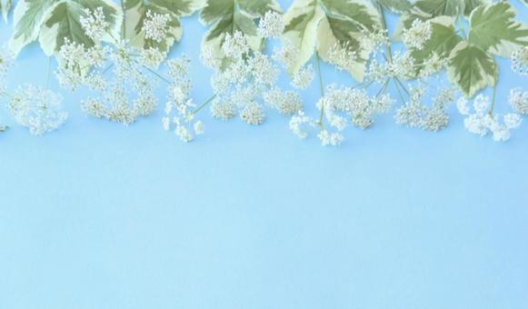 イワムツバのフレーム イワムツバのフレーム 花,植物,フレームの写真素材