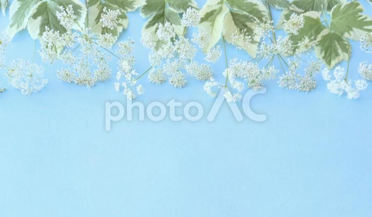 イワムツバのフレーム 花,植物,フレームの写真素材
