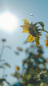 ひまわり ひまわり,向日葵,花の写真素材