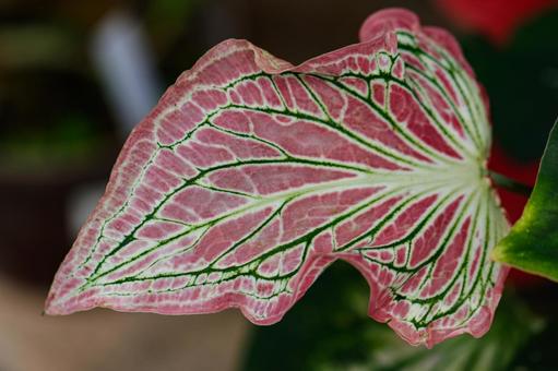 赤系の観葉植物 01 赤系の観葉植物 01 カラディウム・ピンクシンフォニ,観葉植物,植物の写真素材