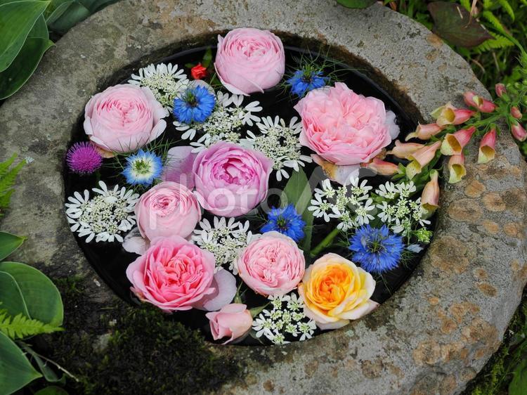 花手水のある風景 バラの花,薔薇,バラの写真素材