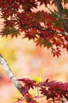 紅いモミジ 紅いモミジの写真