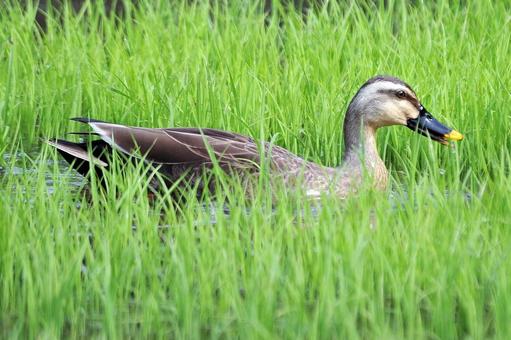 苗床のカモ 苗床のカモ カルガモ,カモ,鴨の写真素材