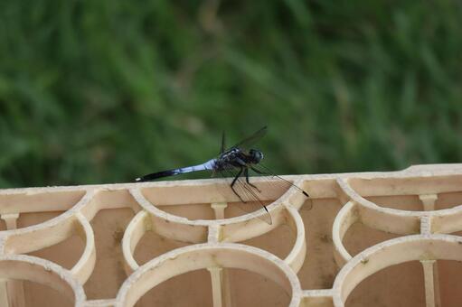 入れ物の端にとまるシオカラトンボのアップ 入れ物,端,とまるの写真素材