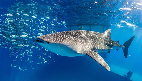 水族館のジンベエザメ 水族館のジンベエザメの写真