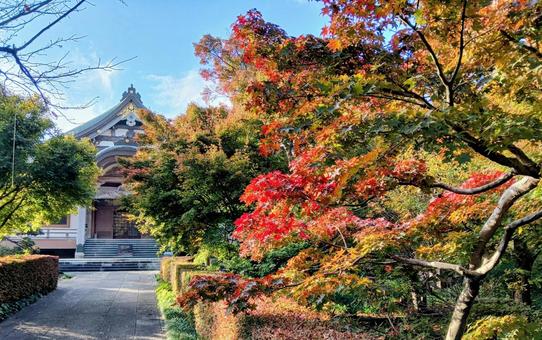 朝日が差し込む観音寺境内　千葉県柏市 朝日,差し込む,紅葉の写真素材
