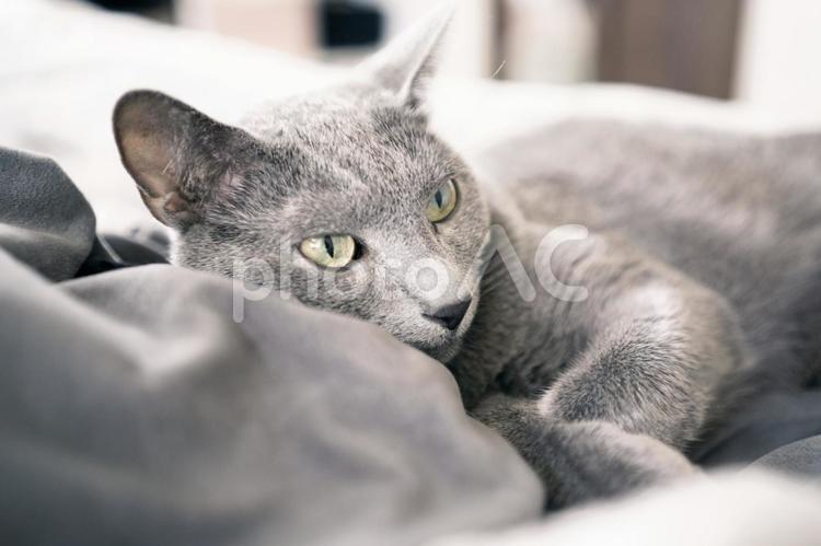 家猫の素材 猫,ロシアンブルー,アップショットの写真素材