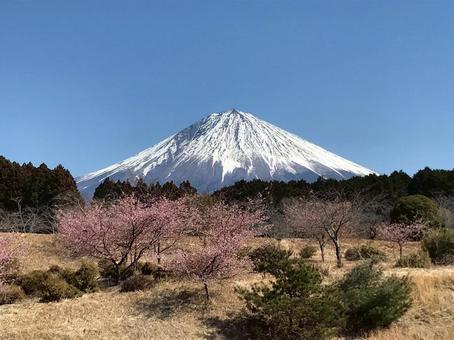 春空に映える富士山と桜 春空に映える富士山と桜の写真
