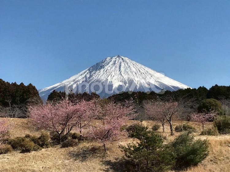 春空に映える富士山と桜 mount,fuji,cherryの写真素材