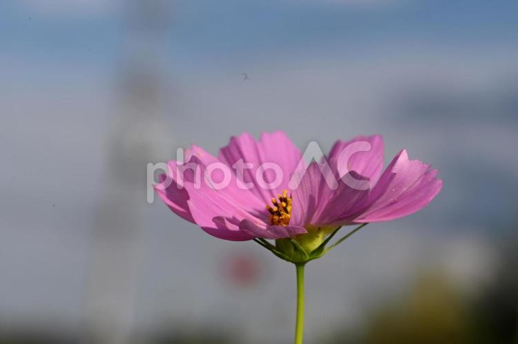 家の庭に咲くコスモスの花 自然,カラフル,風景の写真素材