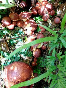 キノコ　奄美 キノコ,奄美,奄美大島の写真素材