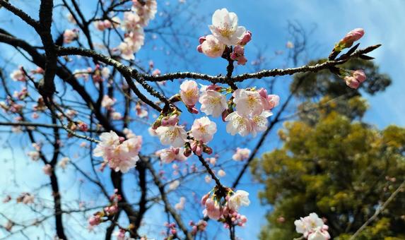 桜と空 桜と空の写真