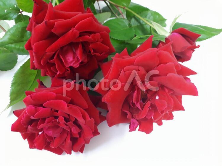 大きな赤いバラの花　　プレゼント 父の日,感謝,赤色の写真素材