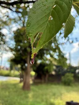 雨のあと 雨のあとの写真