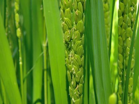 咲き始める稲の花_03 咲き始める稲の花_03の写真