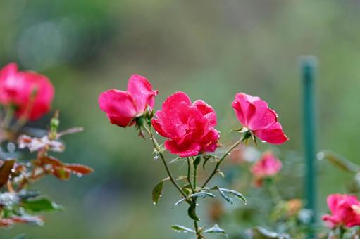 公園の花壇　～ばら～ バラ,鑑賞,花壇の写真素材