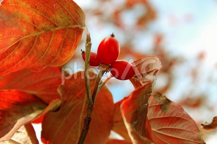 真っ赤に色付いた花水木の実 花水木,紅葉,葉の写真素材